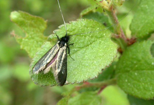 Adela reaumurella