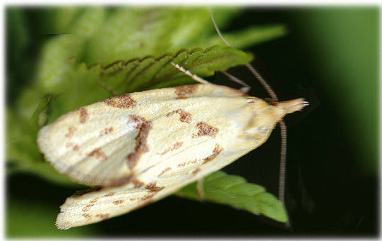 Agapeta hamana