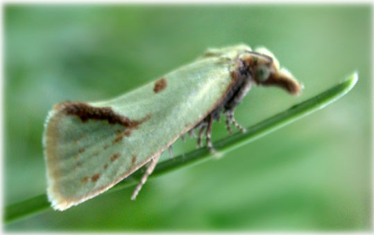 Agapeta hamana