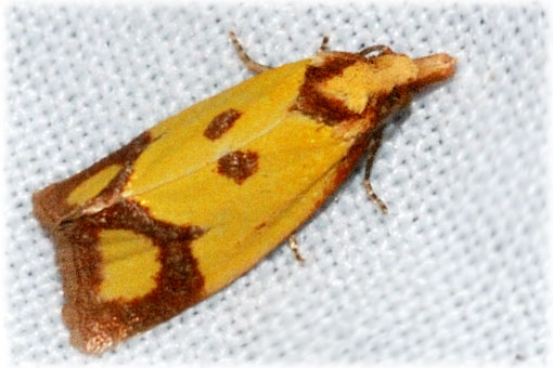 Agapeta zoegana