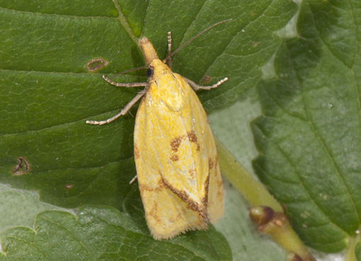 Agapeta