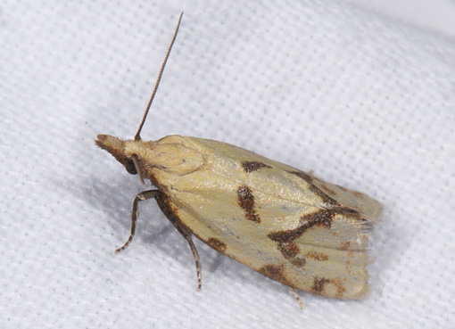 Agapeta