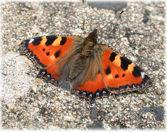 Aglais urticae