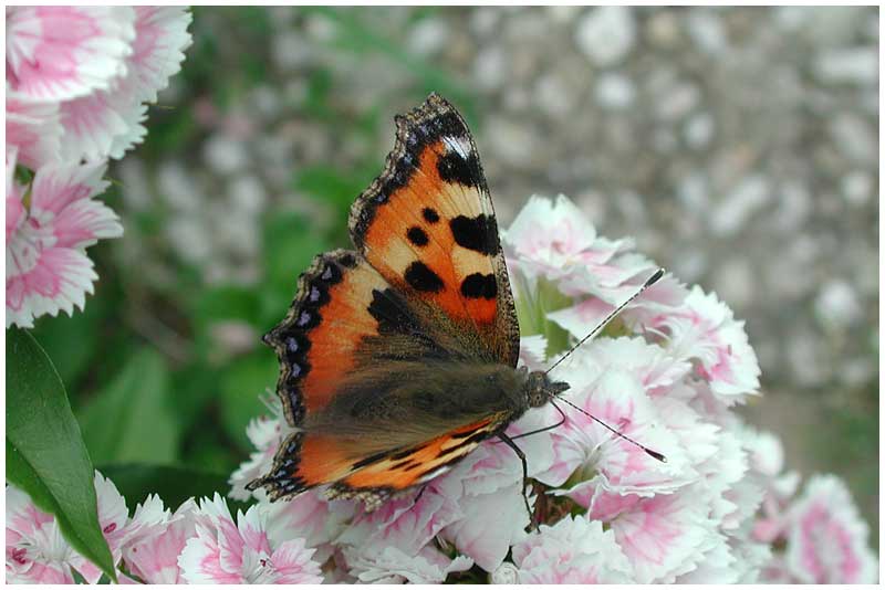 Aglais urticae