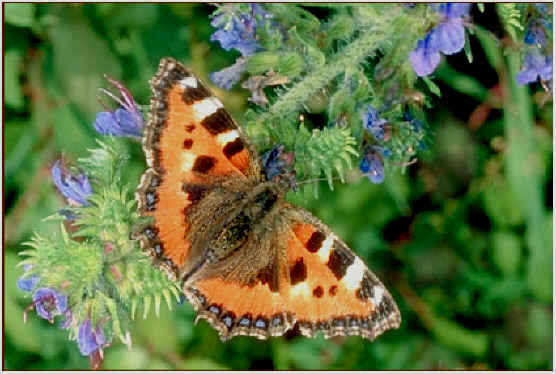 Aglais urticae,La Petite tortue