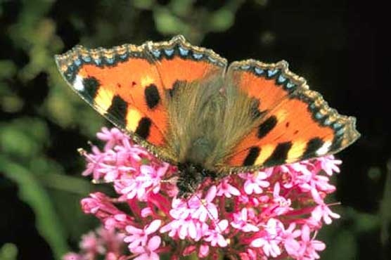 Aglais urticae