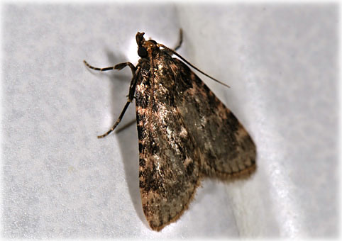 Aglossa caprealis