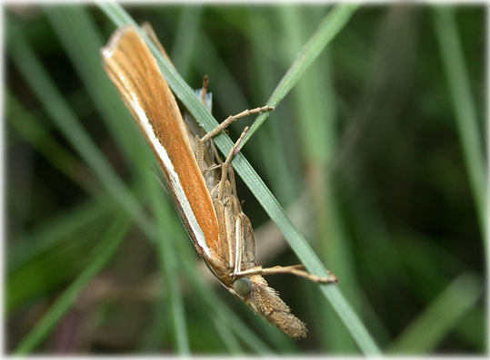 Agriphila tristella