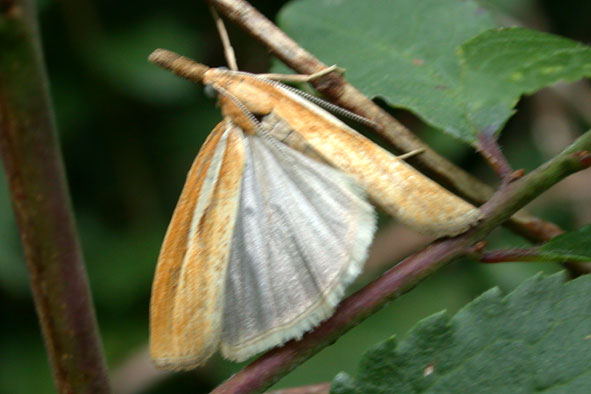 Agriphila tristella