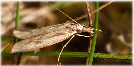 Agriphila geniculea