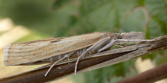 Agriphila inquinatella