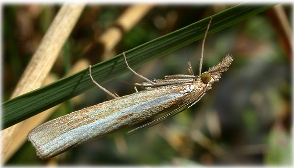 Agriphila tristella