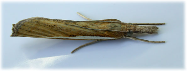 Agriphila tristella