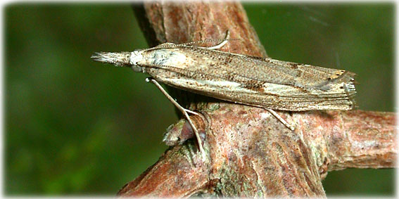 Agriphila geniculea