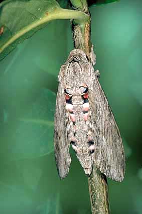 Sphinx Agrius convolvuli