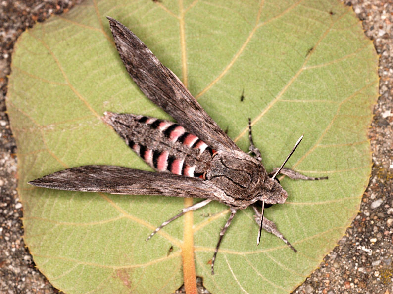 Sphinx du liseron