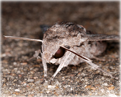 Agrius convolvuli