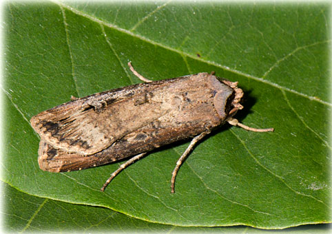 Agrotis ipsilon