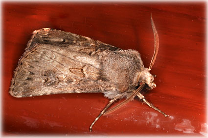 Agrotis crassa 