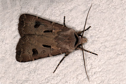 Agrotis exclamationis