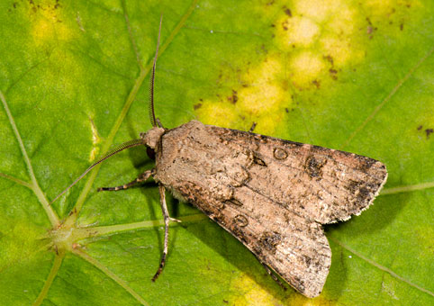 agrotis-exclamationis