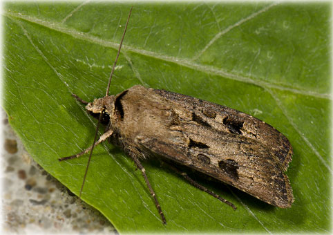 Agrotis exclamationis