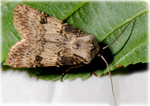 Agrotis puta