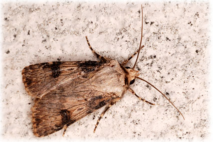 Agrotis puta