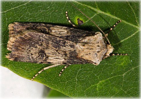 Agrotis puta