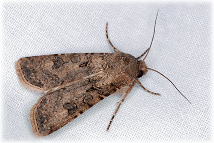 Agrotis segetum