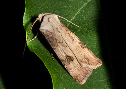 agrotis