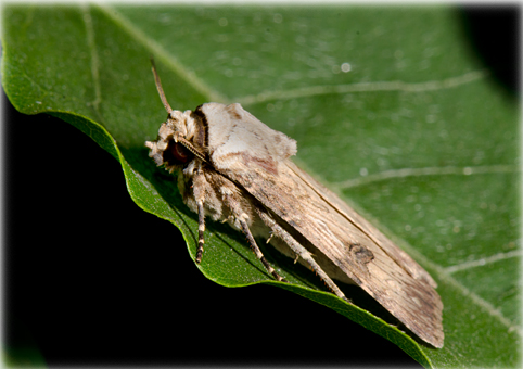 Agrotis