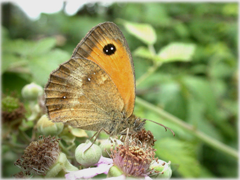 Pyronia tithonus