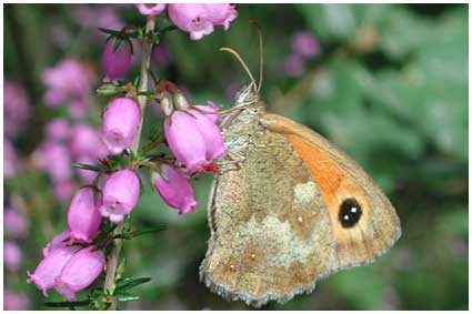 Pyronia tithonus