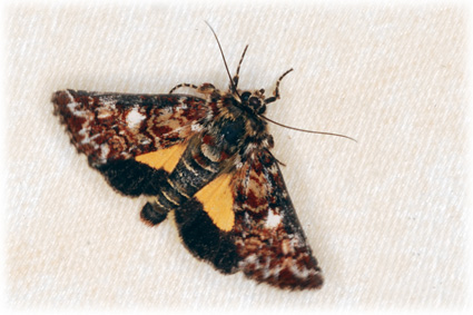 Anarta myrtilli