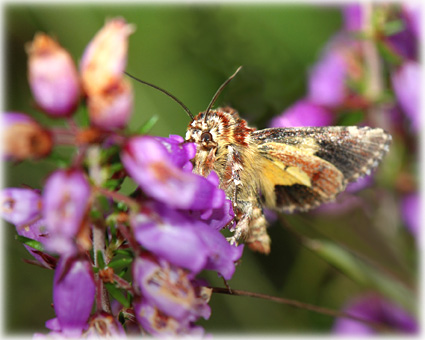 Anarta myrtilli