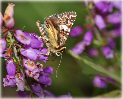 Anarta myrtilli