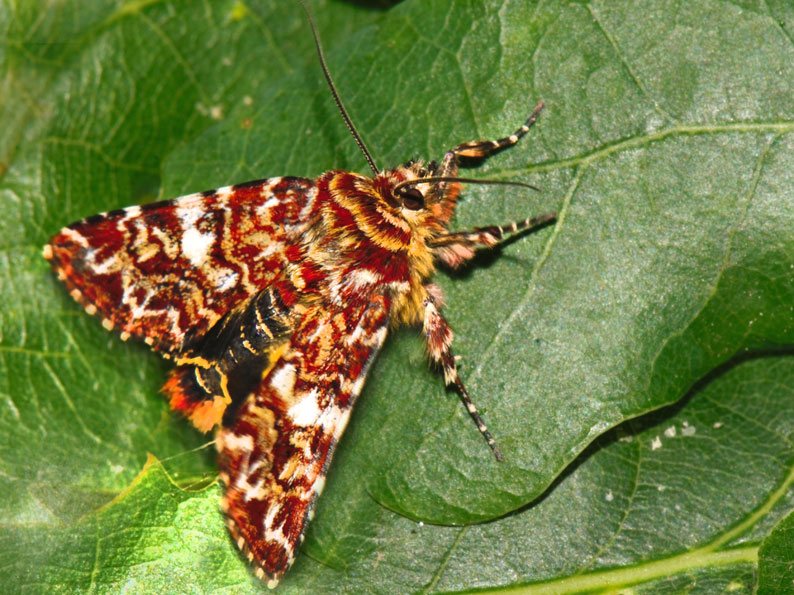 Anarta myrtilli