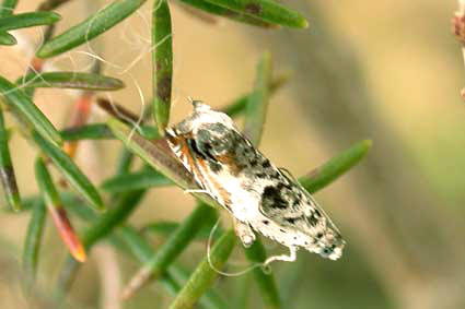 Ancylis laetana