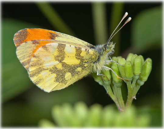 Aurore de provence