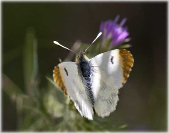 Aurore de provence