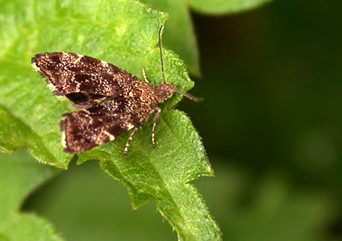 Anthophila fabriciana