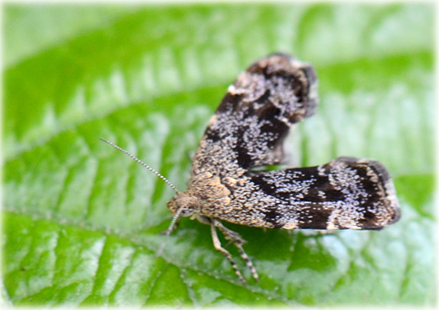 Anthophila fabriciana