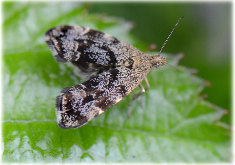 Anthophila fabriciana