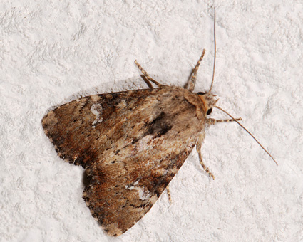 Apamea scolopacina