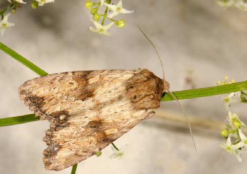 Apamea-sublustris