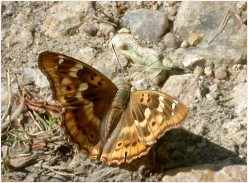 Apatura ilia