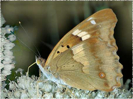 Apatura ilia