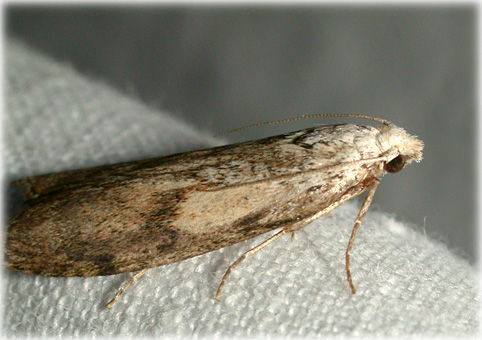 Aphomia sociella