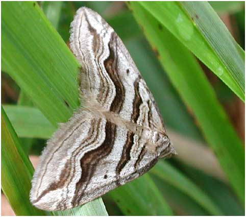 Scotopteryx peribolata